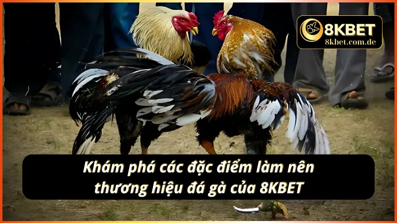 Những điểm mạnh cực uy tín có tại đá gà 8KBET