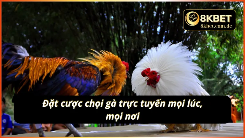 Đặt cược đá gà online mọi lúc cùng nhà cái