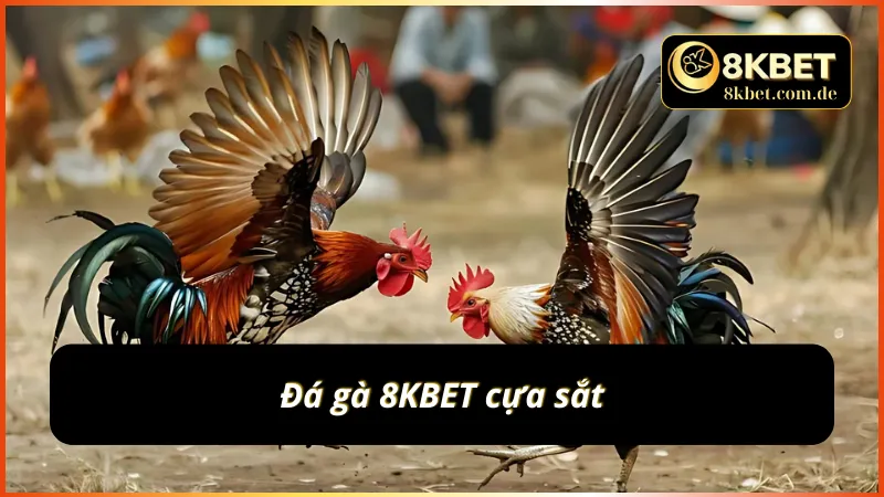 Trải nghiệm đá gà cựa sắt cùng 8KBET