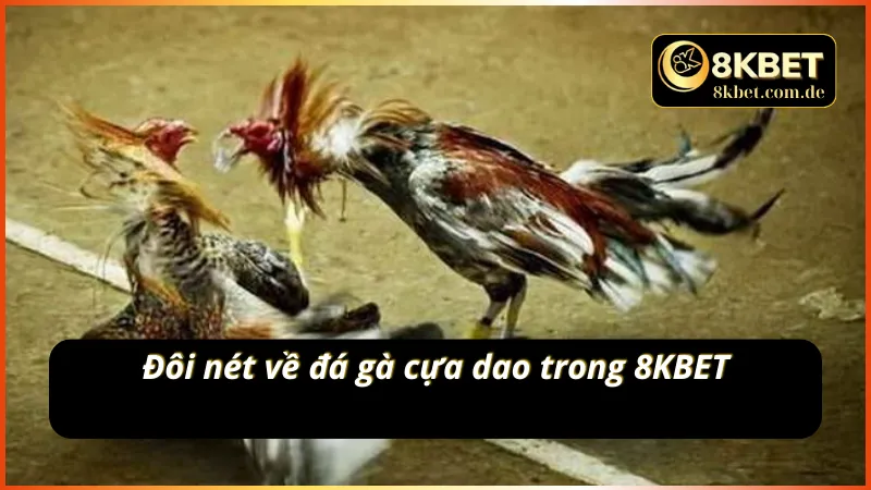 Những nét cơ bản về đá gà cựa dao tại 8KBET