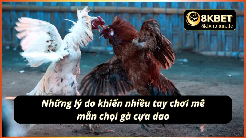 Các lý do khiến hội viên không thể dứt điểm khỏi đá gà cựa dao