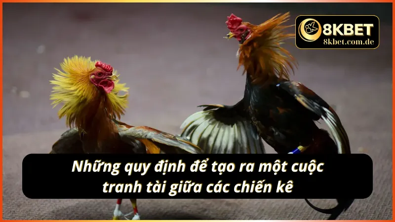 Kịch tính với các quy tắc chung trong đá gà cựa sắt