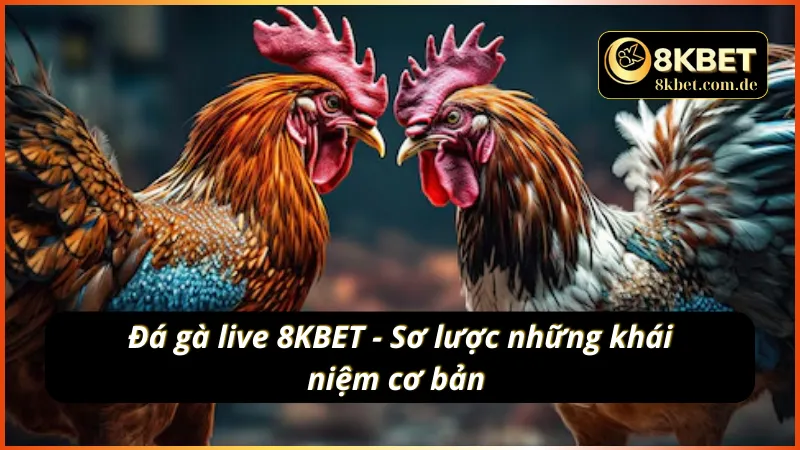 Khám phá sảnh cược thú vị - đá gà live 8KBET