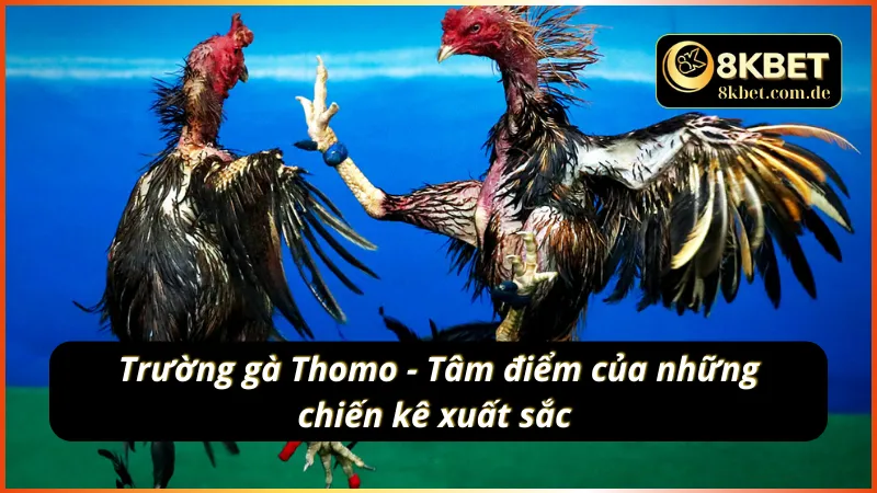 Đá gà live 8KBET nơi hội tụ những chiến kê xuất sắc