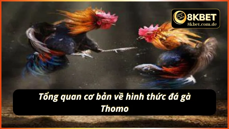 Một số thông tin sơ lược về môn thể thao đá gà Thomo