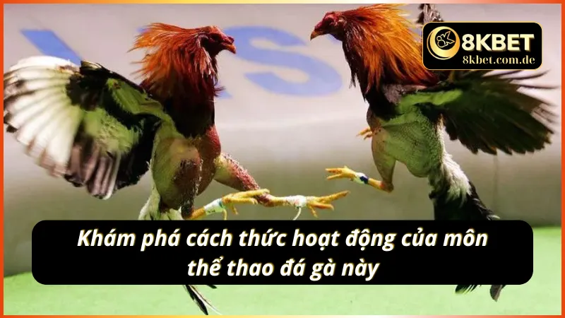 Khám phá cách thức hoạt động của đá gà Thomo